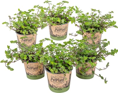 Bloomique - Set van 6 - Callisia Repens - Schildpadplant - Geschikt als Voedsel voor Dieren - Kamerplanten - Diervriendelijk - Hoogte 10-20 cm - Pot 12 cm