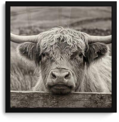 Poster in lijst - Fotolijst 40x40 cm - Posters - Schotse hooglander - Zwart - Wit - Hout - Posterlijst zwart - Decoratie - Wanddecoratie woonkamer - Muurdecoratie slaapkamer