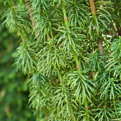 Plants Online BV - Planten - Haagplanten - Coniferen - Tuinplanten - Sier coniferen - Set van 1 - Japanese Plum-yew 'Fastigiata'