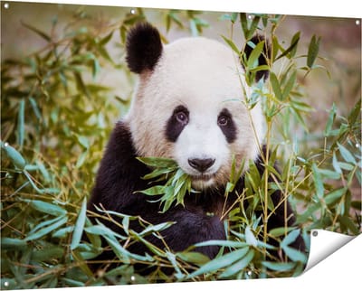 Gards Tuinposter Panda Eet Planten - 150x100 cm - Tuindoek - Tuindecoratie - Wanddecoratie buiten - Tuinschilderij