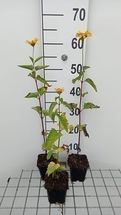 6x Heliopsis - Heliopsis hel. 'Summer Sun' | 9x9 cm pot