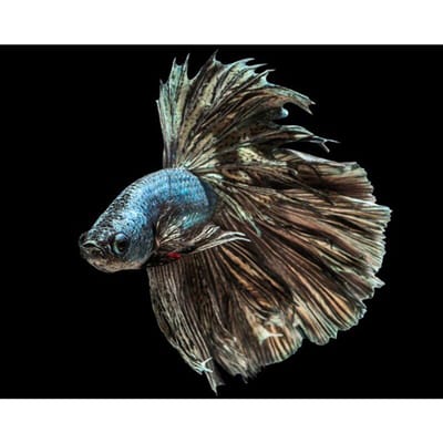 Peinture au diamant Love Fish 5d Diamants Broderie Dessin animé Diamant Mosaïque Point de croix 20X30CM gray