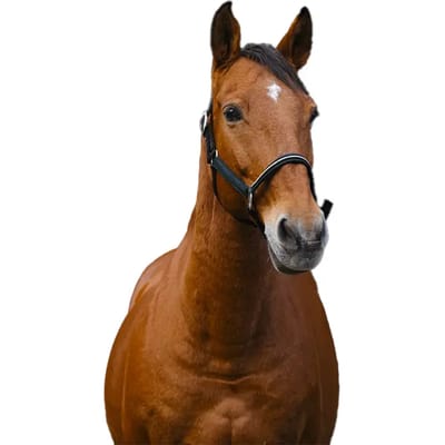 Nylon paardenhalster Equithème Domino