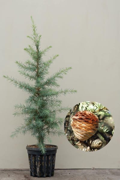 Jonge Himelayaceder | Cedrus deodara | 100-150cm hoogte