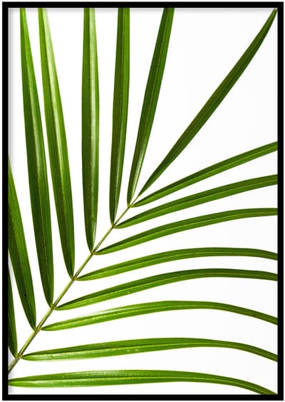 Poster Palm Blad- 30x40cm met Fotolijst – Natuur Poster – Ingelijst
