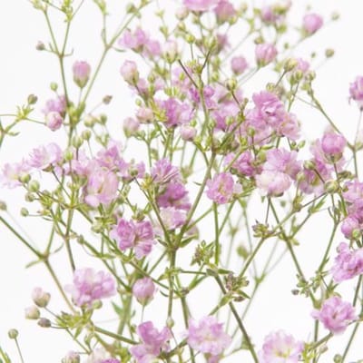 25x Gipskruid my pink 80cm