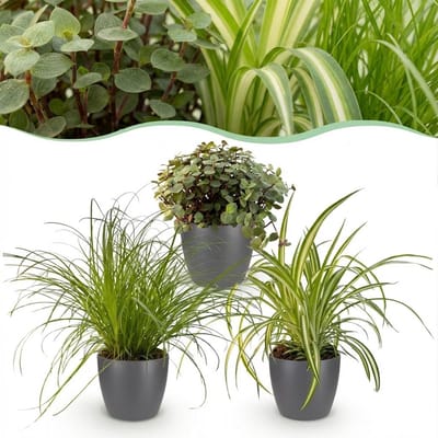 Plantenboetiek.nl | Cyperus - Calissia - Chlorophytum - Mix van 3 - Huisdiervriendelijke Planten - Groen - 3 Planten - met Potter Grijs - Ø12cm - 20cm hoog - Kamerplant - Arrangement - Plant met pot