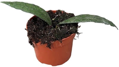 Hoya Clemensiorum Sumatra Kamerplant Potmaat Ø10,5 cm |Vers Van De Kweker