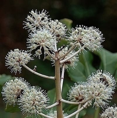 Fatsia japonica (aralia_sieboldii) - Vingerplant 40- 60 cm in pot