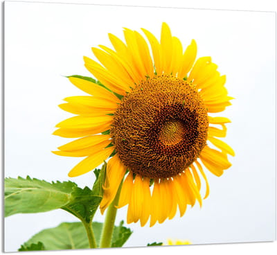 TMK ArtDeko Serie - Snijplank - 65x60 cm - Glas - Kwiat patroon