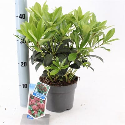 Arbustes de haie - Un ensemble 1 - Skimmia japonica 'Rubella' - (2L) 20-25 cm