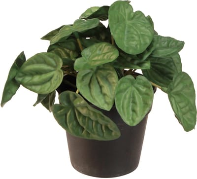 Peperomia Green Twist - Robuuste, decoratieve kamerplant in een pot va