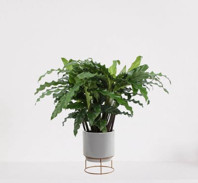 Calathea Blue Grass in luxe sierpot Emma Grijs – luchtzuiverende kamerplant – pauwenplant – living plant - ↕35-45cm - Ø13 – geleverd met plantenpot – vers uit de kwekerij