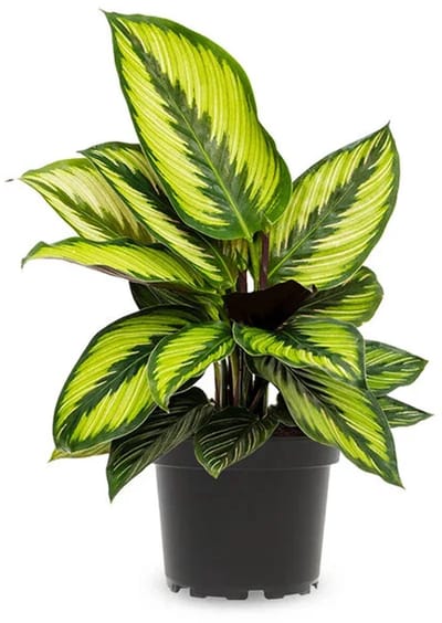 JUNAVERA Calathea Beauty Star | In 12 cm pot