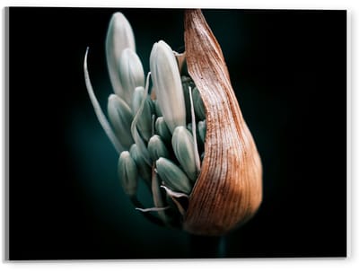 Acrylglas - Openbloeiende Plant - 40x30cm Foto op Acrylglas (Met Ophangsysteem)