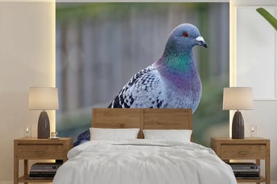 Behang - Fotobehang Duif - Vogel - Paars - Veren - Breedte 350 cm x hoogte 350 cm