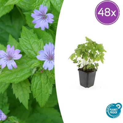 Trendyplants - Geranium nodosum - 48 stuks - Ooievaarsbek - Winterhard - Hoogte 10-30 cm - Potmaat Ø9cm