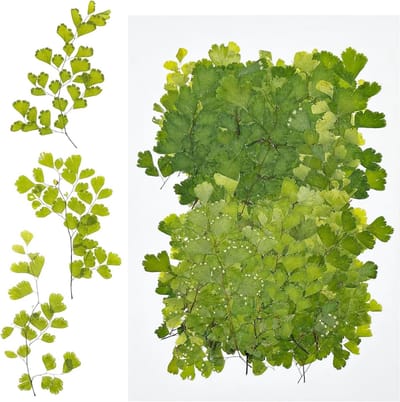 Natuurlijke Gedroogde Bloemen voor Hars, Geperste Bloemen voor Kaarsen en DIY Sieraden, Verpakking van 80 Stuks