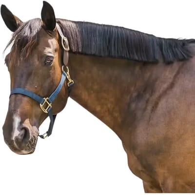 Kentucky Horsewear - Nylon halster Wellington marine Full