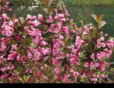 Weigela flor. 'Foliis Purpureis' ( 'purpurea') - Weigela, Weigelia 50- 60 cm in pot