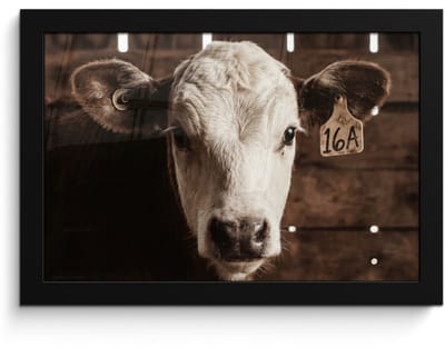Poster in lijst - Fotolijst 30x20 cm - Posters - Kalf - Oormerk - Houten stal - Posterlijst zwart - Decoratie - Wanddecoratie woonkamer - Muurdecoratie slaapkamer