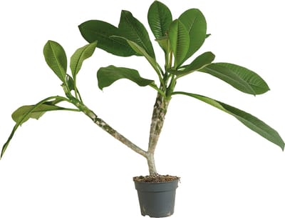 Bloomique - Plumeria Frangipani - Tempelboom - Bloeiende Kamerplanten - Heerlijk Geurende Bloemen - Luchtzuiverend - Hoogte 60-70 cm - Hangpot 17 cm