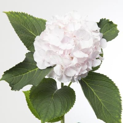 10x Hydr.sweet verena 60cm