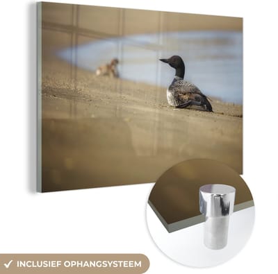 ® Glasschilderij 180x120 cm - Schilderij acrylglas - Ijsduiker op het strand - Foto op glas - Muurdecoratie woonkamer - Wanddecoratie slaapkamer - Schilderijen