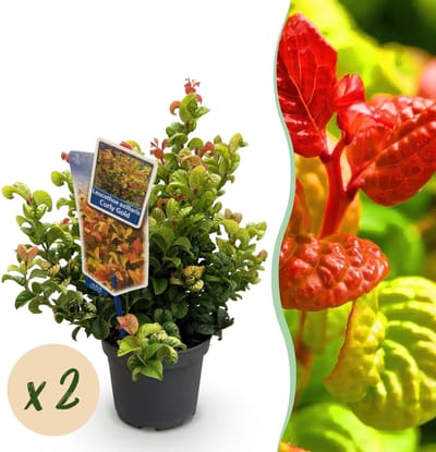 Plantenboetiek.nl | Leucothoe Curly Gold - Geel - 2 Planten - Groenblijvend - Weinig Onderhoud - Ø17cm - 30-40cm hoog - Tuinplant