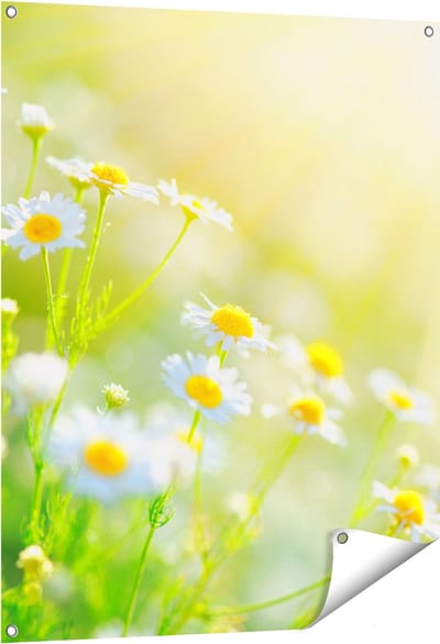 Gards Tuinposter Witte Kamille Bloemen met Zonneschijn - 80x100 cm - Tuindoek - Tuindecoratie - Wanddecoratie buiten - Tuinschilderij