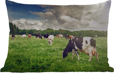Buitenkussens - Tuin - Koeien - Weiland - Natuur - Dieren - Landschap - 50x30 cm