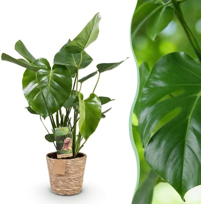 Plantenboetiek.nl | Green is... Monstera Deliciosa - Gatenplant - Weinig onderhoud - met mand - Groen - Ø17cm - 50-55cm hoog - Kamerplant - Groenblijvend