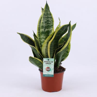 Plantenboetiek.nl | Sansevieria Futura Superba - Ø12cm - 25-35cm hoog - Kamerplant - Groenblijvend - Cactus & Vetplanten