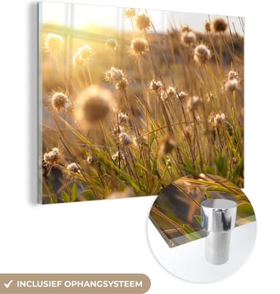 MuchoWow® Glasschilderij 40x30 cm - Schilderij acrylglas - Planten - Natuur - Bloemen - Zon - Horizon - Foto op glas - Schilderijen