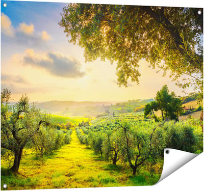 Gards Tuinposter Olijvenbomen - Olijvengaard - 100x80 cm - Tuindoek - Tuindecoratie - Wanddecoratie buiten - Tuinschilderij