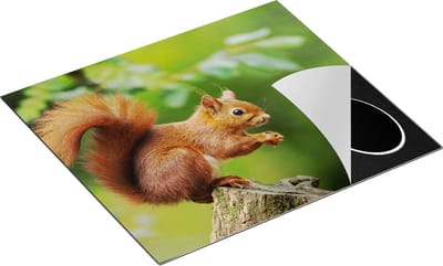 Chefcare Inductie Beschermer Eekhoorn op een Boomstam in het Bos - 60x50 cm - Afdekplaat Inductie - Kookplaat Beschermer - Inductie Mat