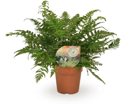 Plantenboetiek.nl | Polystichum Tsussimense / Athyrium - Ø12cm - 30cm hoog - Kamerplant - Groenblijvend