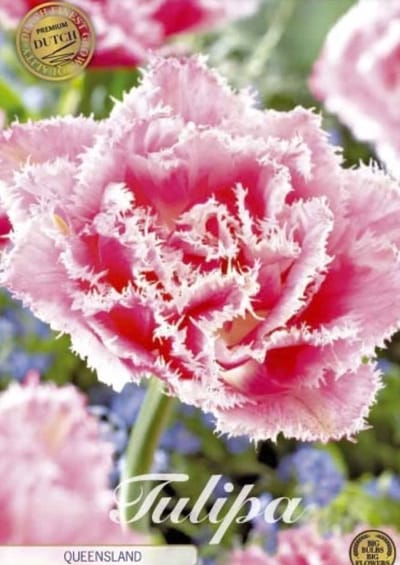 Dutch Finest Quality bloembollen - Tulpen Tulp Fringed Double Queensland x7 12/+s
