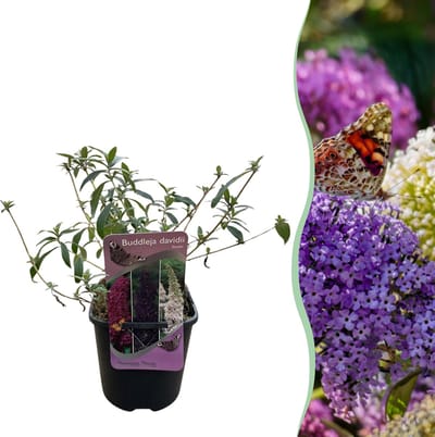 Plantenboetiek.nl | Vlinderstruik - Buddleja davidii Tricolour - Bloem Roze , Wit en Paars - Bladverliezend - Vlinderlokkend - Ø18cm - 30cm hoog - Tuinplant