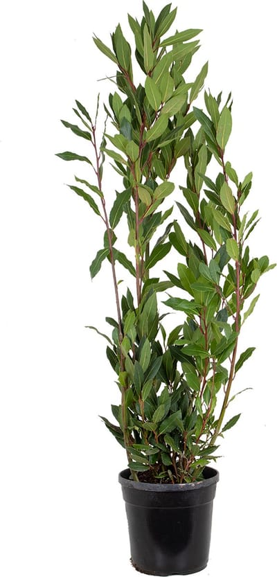 Bloomique - Laurus Nobilis - Echte Laurier - Tuinplanten - Winterhard - Hoogte 80-100 cm - Pot 21 cm