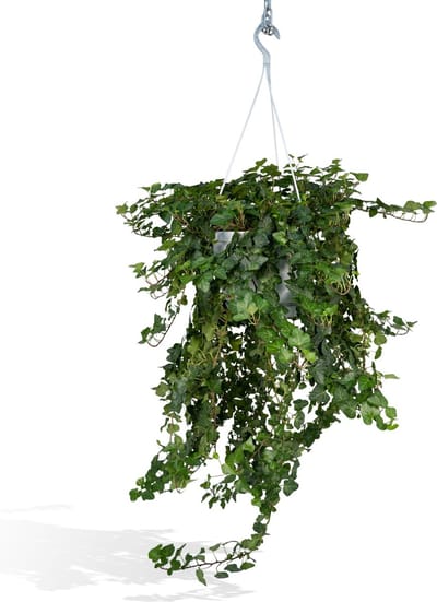 Klimop hangplant Hedera Wonder Green voor binnenruimtes - ca. 70cm - Ø24cm