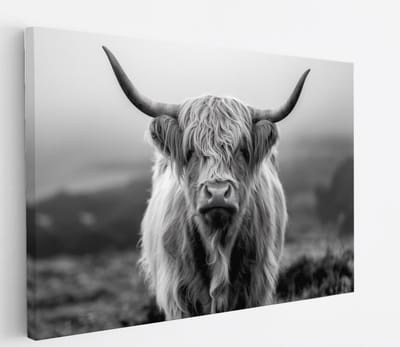 Saammp Canvas Schilderij - Schotse Hooglander Koe op de hooglanden - Dieren - Natuur - 60x40 - Foto op canvas - Wanddecoratie - muurdecoratie Woonkamer - Slaapkamer decoratie - Canvas Print