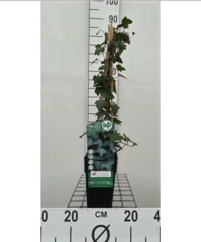 Hedera helix - Gewone Klimop50-60 cm | pot