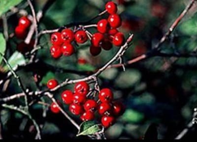 Aronia arbutifolia 'Brilliant' - Appelbes, Rode Appelbes 40- 60 cm in pot