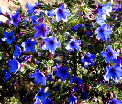 Steenzaad Heavenly Blue - Lithodora diffusa - Vaste planten - Zomerbollen - Voorjaarsbollen - bloeit in Juni / Juli / Augustus