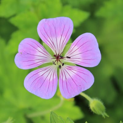 6x Ooievaarsbek - Geranium 'Sweet Heidy'® - Pot 9x9cm