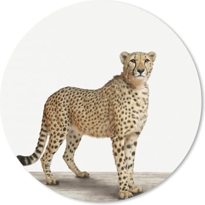 Muismat rond 20x20 cm - Mousepad Dieren - Jachtluipaard - Wit - Ronde muismatten