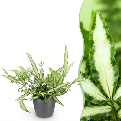 Plantenboetiek.nl | Pteris cretica Albolineata - Lintvaren - Huisdiervriendelijke Plant - Groen - met Potter Grijs - Ø12cm - 20cm hoog - Kamerplant - Arrangement - Plant met pot