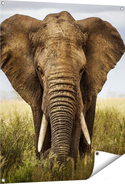 Gards Tuinposter Olifant in het Wild - Kleur - 80x100 cm - Tuindoek - Tuindecoratie - Wanddecoratie buiten - Tuinschilderij