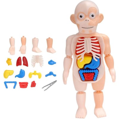 Vroeg Onderwijs Menselijk Orgaan Model Speelgoed Parochie Simulatie Botten Bloedvaten Zwangerschap Vrouwen Anatomie 3D Modellen Educatief Speelgoed